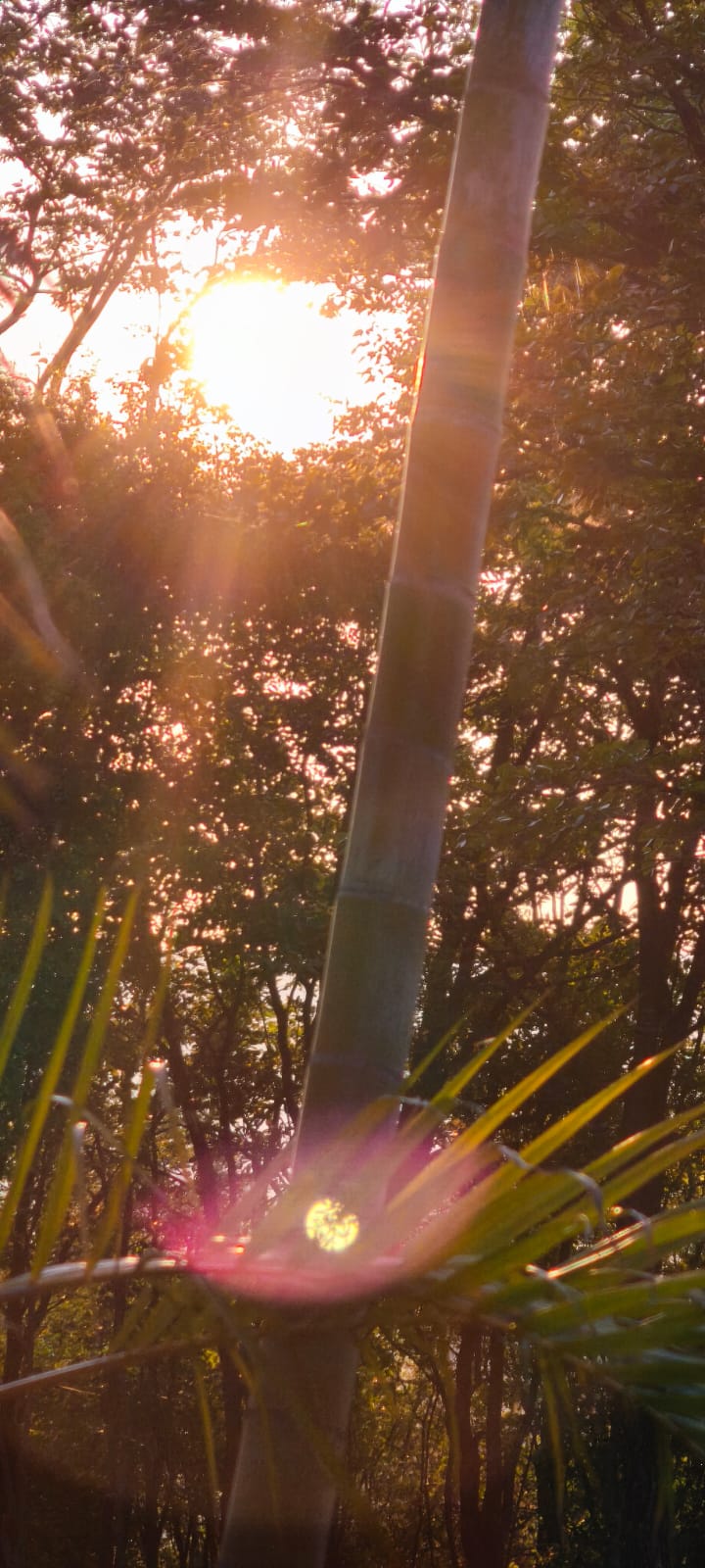 African sunrise through green trees — hope and healing